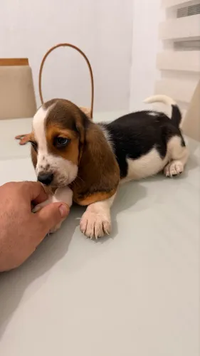 Filhotes Basset Hound