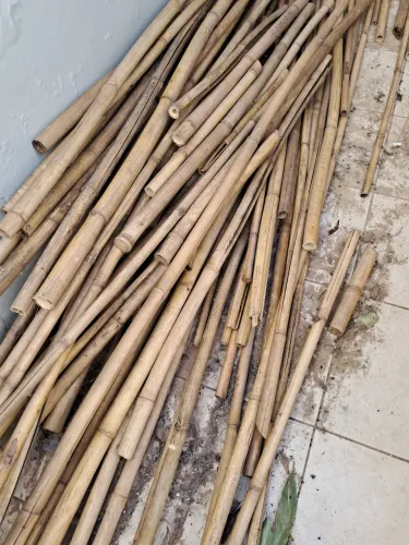 Bambu
