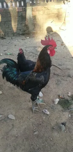 Um Galo Com Um Lado da Asa Cortada, Uma Galinha , Só Procure se for para Criar ou Comer.