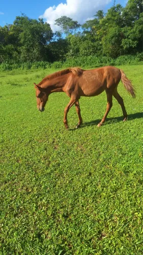 Cavalo Potraa