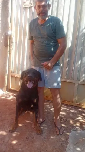 Rottweiler Alemão macho 1 ano e 7 meses