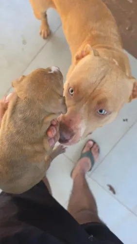 Vendo filhote de Pitt Bull