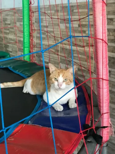 Gatinho Laranja Doação 
