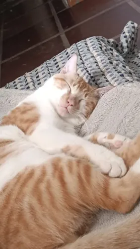 Adoção responsável gato laranja 10 meses