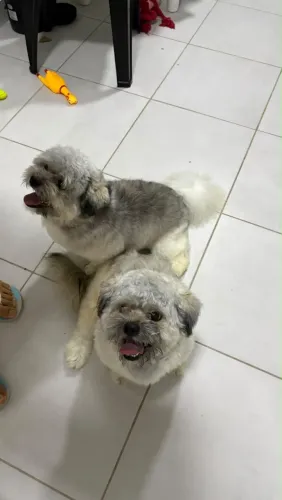 Dois filhotes de Lasha Apso