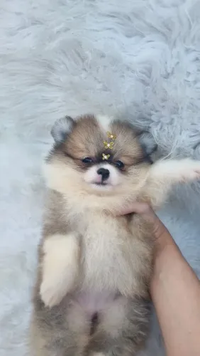 Lulu pomerania bebês fofuras
