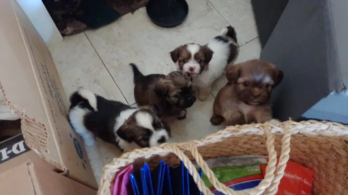 Lindos filhotes de shitzu