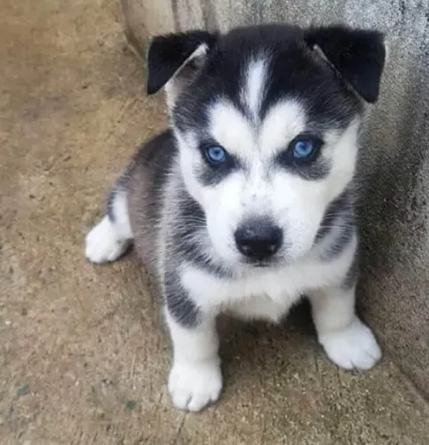 Husky Siberiano A melhor companhia para qualquer momento