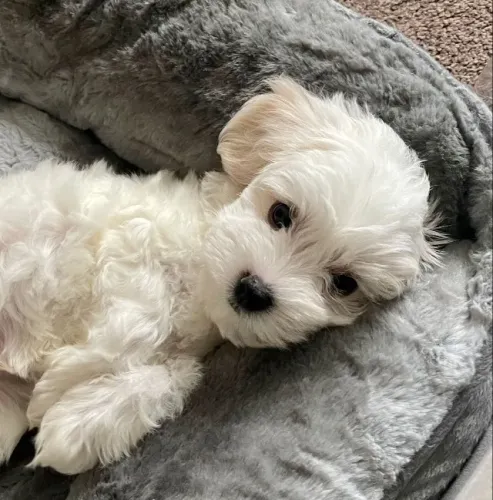 Poodle Fêmea Disponível - Última Chance Desta Ninhada