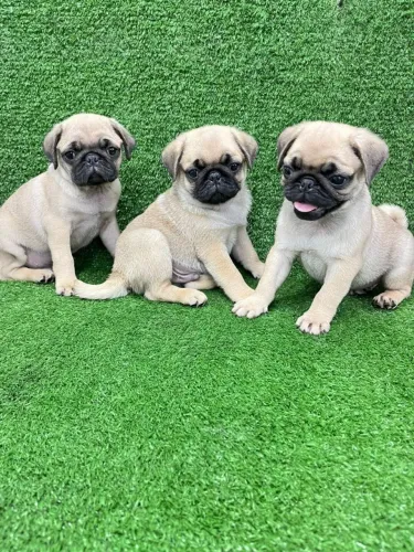 Pug um olhar esperto