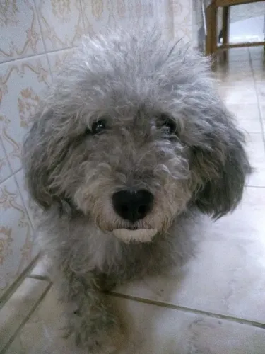 Cachorro poodle para cruzar