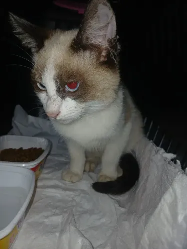 Doa-se gato