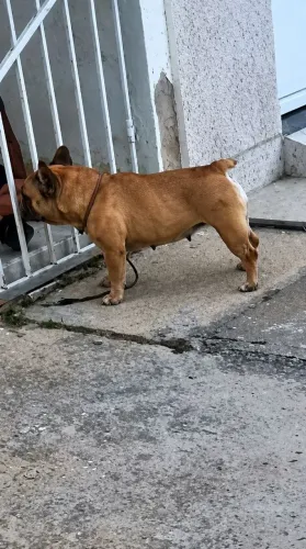 Budog francês