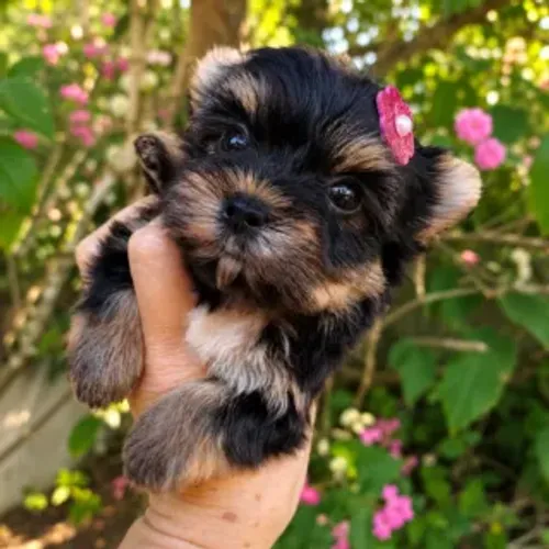 Yorkshire Terrier Mini - Fêmea