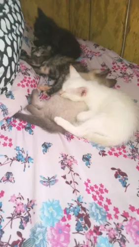 Gatinho 