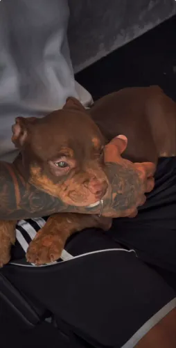 American Bully