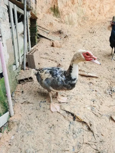 Pato