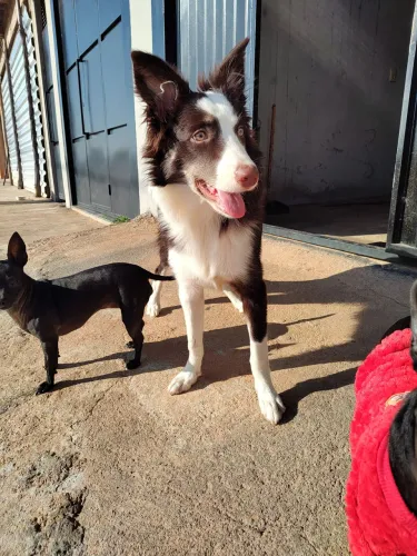 Border collie fêmea 6 meses
