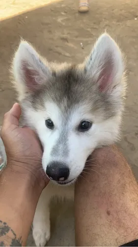 Vendo husky siberiano fêmea