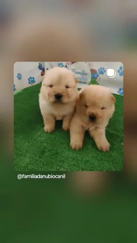 Chow Chow creme