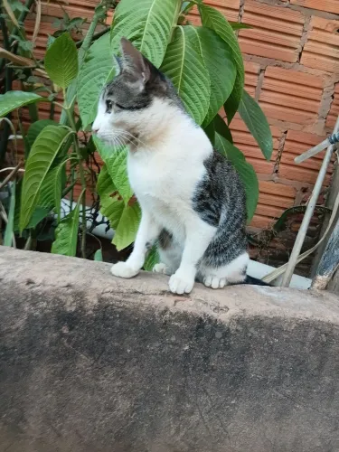 Gato para doação 