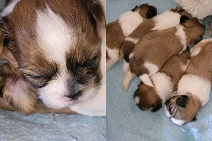 Lindo filhote machinho de Shitzu ( entrego)