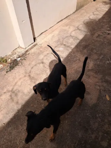 cachorro pra doação 