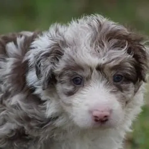 Border Collie,Border Collie Filhote Disponível Alta Qualidade