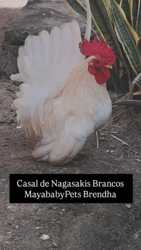 Galinha Nagasaki Brancos