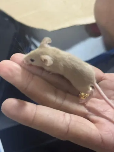 Hamster ? topolino,poucas unidades