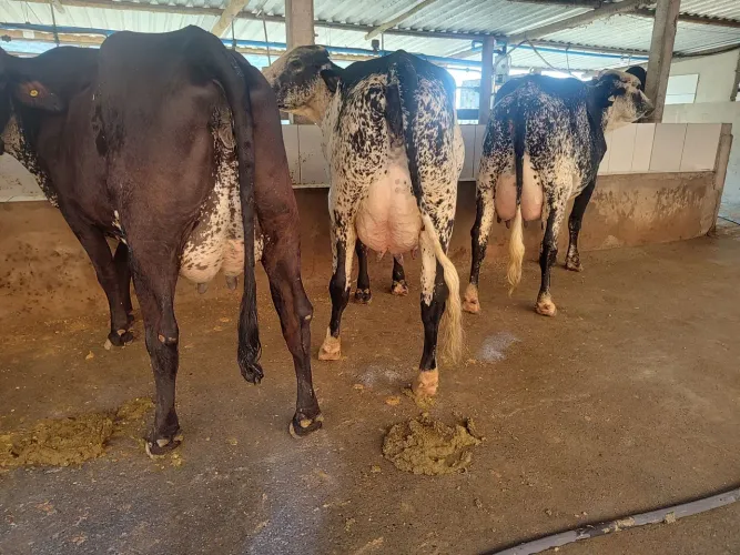 Vacas girolando 1/2 sangue de FIV 