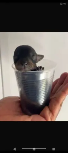 Pinscher