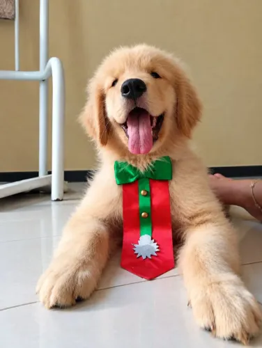 Golden Retriever Macho