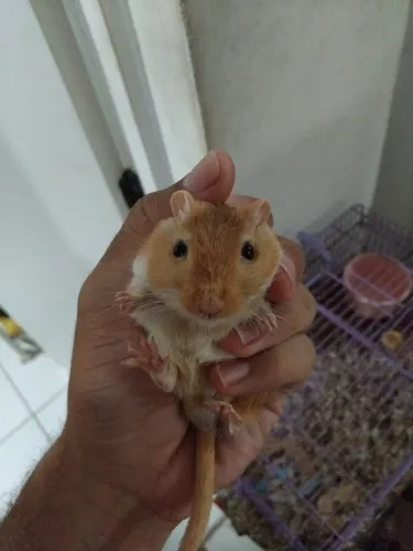 Gerbil/ esquilos da Mongólia 