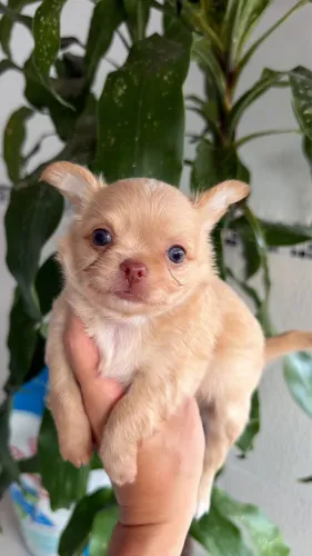Chihuahua Cor Predominante Creme Claro olhos arredondados Baby Face