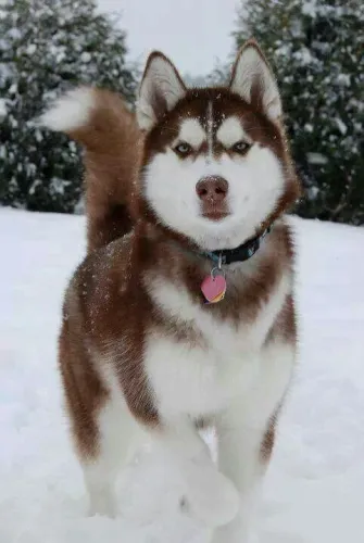 Husky siberiano wooly maravilhoso pedigree parcelo ,
