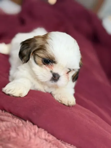 Mini Shitzu