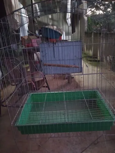 Viveiro galvanizado piso plástico, terraço lateral e teto com janela $200 semi novo 