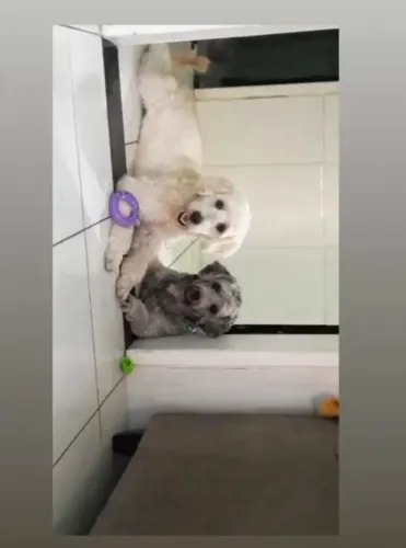 Adoção de pets 