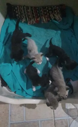 Pets gatimhos