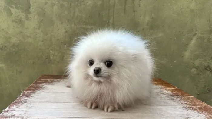 Spitz alemão (fêmea)