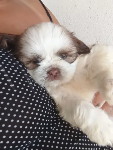 Shi tzu
