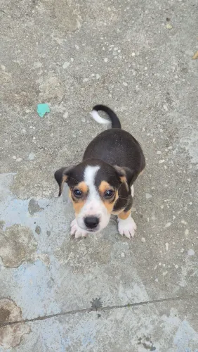 Filhote de Cachorro, linhagem de labrador