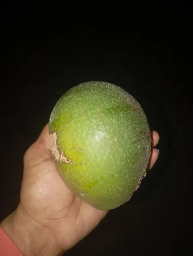 Abacate ?