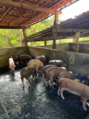 Leitões a venda