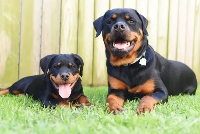 ? Filhotes de Rottweiler | Força, Lealdade e Excelente Temperamento