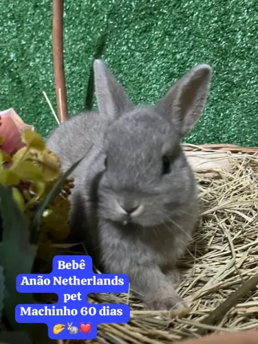 Mini coelho e Anão Netherland ler descrição 
