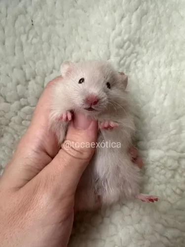 Hamster Sírio (Comum e Angorá) 