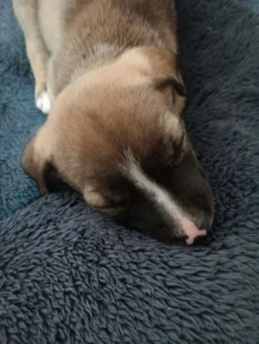 Doa-se filhote de cachorro