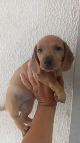 Salsicha( Dachshund)